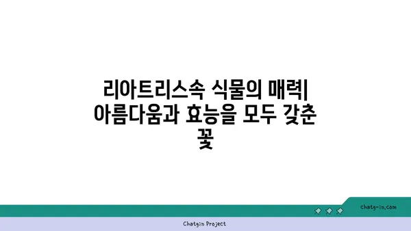 리아트리스속 식물의 매력| 아름다움과 효능을 모두 갖춘 꽃 | 리아트리스속, 야생화, 꽃말, 재배, 효능, 특징