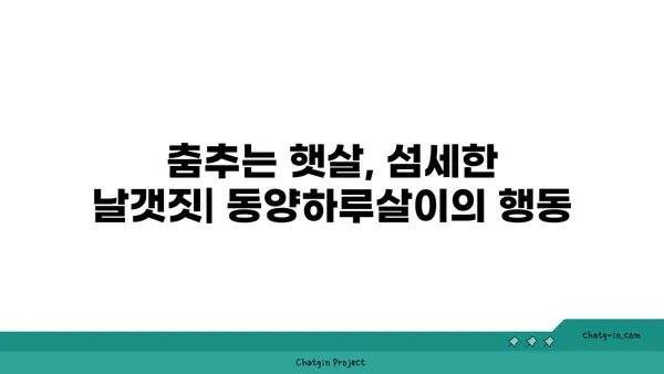 동양하루살이| 생태와 행동, 그리고 그들의 아름다운 비행 | 곤충, 하루살이, 생물학, 자연