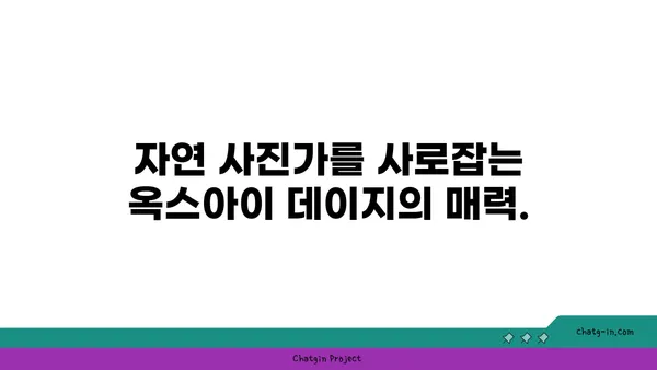 옥스아이 데이지의 매력, 자연 사진가를 사로잡다| 영감을 불어넣는 아름다움 | 야생화, 꽃 사진, 자연 사진, 촬영 팁