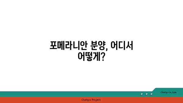 포메라니안 입양 전 알아야 할 모든 것 | 포메라니안 분양, 성격, 건강, 관리, 훈련