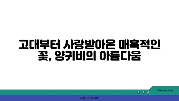 양귀비의 매력, 꽃말과 전설에서 찾아보기 | 꽃, 아름다움, 전설, 역사