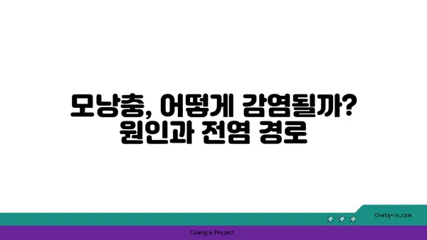 모낭충, 알아야 할 모든 것 | 증상, 원인, 치료, 예방