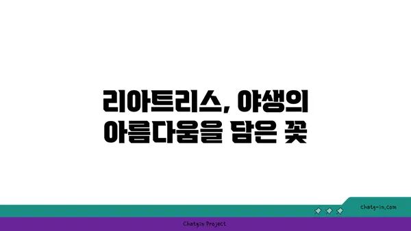 리아트리스속 식물의 매력| 아름다움과 효능을 모두 갖춘 꽃 | 리아트리스속, 야생화, 꽃말, 재배, 효능, 특징