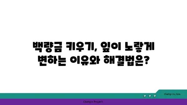 백량금 키우기 완벽 가이드 | 백량금 종류, 물주기, 햇빛, 번식