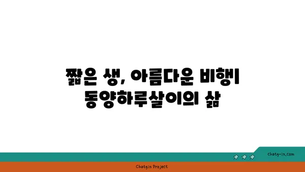 동양하루살이| 생태와 행동, 그리고 그들의 아름다운 비행 | 곤충, 하루살이, 생물학, 자연