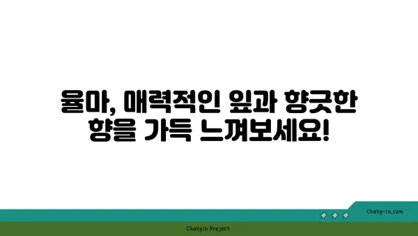 율마 키우기 완벽 가이드| 잎, 물주기, 번식, 병충해 관리 | 율마, 잎꽂이, 삽목, 관리법, 팁