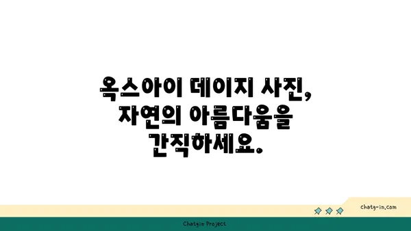 옥스아이 데이지의 매력, 자연 사진가를 사로잡다| 영감을 불어넣는 아름다움 | 야생화, 꽃 사진, 자연 사진, 촬영 팁