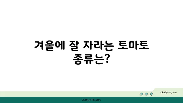 겨울에도 싱싱한 토마토를? 🥶  추위에도 맛있는 토마토 재배 가이드 | 겨울 토마토, 재배 방법, 온실 재배, 토마토 종류