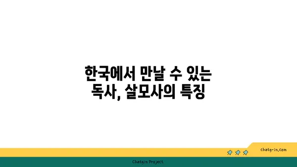 살모사, 당신이 알아야 할 모든 것 | 뱀, 독사, 한국, 서식지, 특징, 위험, 구별, 응급처치