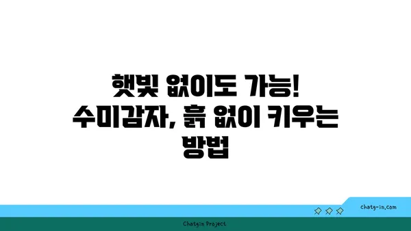 수미감자 집에서 키우기| 초보자를 위한 쉬운 재배 가이드 | 수미감자, 감자 재배, 텃밭, 베란다 농장