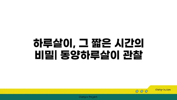 동양하루살이| 생태와 행동, 그리고 그들의 아름다운 비행 | 곤충, 하루살이, 생물학, 자연