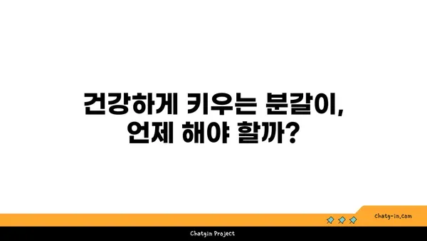 소피아 고무나무 키우기 완벽 가이드 |  물주기, 햇빛, 분갈이, 병충해 관리